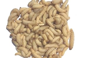 Livefood UK Live Wax Moth Larvae 2 tubs of 50 WaxWorms 15g per tub (2 x 50) in shavings