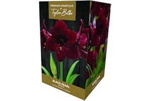 TAYLORS Amaryllis Black Pearl Gift Pack