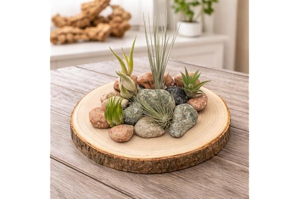 OmniPlants – Tillandsia Mini Mix de 5 – Set de plantes aériennes, Air Plants, sans terre, décoration