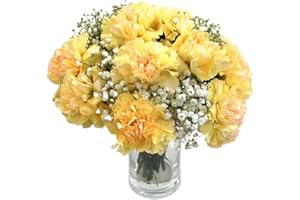 Clare Florist Yellow Carnations Fresh Flower Bouquet - Beautiful Flowers for All Special Occasions