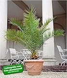 Standort: Sonne BALDUR-Garten Kanarische Dattelpalme, 1 Pflanze Phoenixpalme