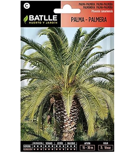 Semi Di Palma Reale Cubana - Roystonea Regia (8 Semi) - Foto 8