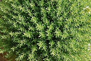 Graines Thym d'hiver - sachet d'environ 1500 graines - Thymus/vulgaris/Lamiaceae - Graines de style