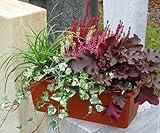 Die Pflanzen sind winterharte und wintergrüne Stauden, die das ganze Jahr hindurch im Balkonkasten bleiben können.