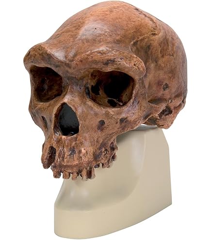 3b Scientific VP752/1 Replica Cranio Homo Sapiens - Riproduzione