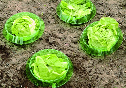 Schneckenschutzring 6er Set aus Kunststoff grün-transparent, schützt ihre Setzlinge und Jungpflanzen vor Schneckenfraß, Schneckenabwehr Ø 19-13 cm, Höhe 12,5 cm - 2