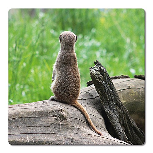 Addies Glas-Untersetzer 6-tlg.Set bedruckt Motiv „ERDMÄNNCHEN“ Komplett-Set in hochwertiger Klarsicht-Geschenkbox und Korkrückseite, Tier-Motiv - 8