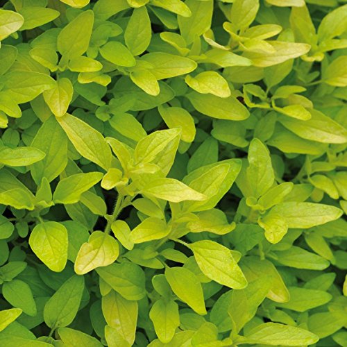 Gartenbau Friedrich Goldoregano „Goldtaler“ im 12er Topf – springen Sie auf den Trend auf und betreiben Urban Gardening - 2