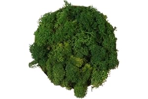 VERDE STABILIZZATO Lichene stabilizzato sfuso da 250g/500g - 100% naturale vivo conservato - vari colori - per decorazioni, modellismo, terrario, parete (Verde Bosco, 250g)