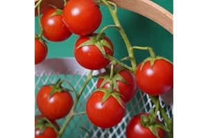Serres Desrumaux - 3 Plants Tomate Cerise Super Sweet 100 F1 en Motte