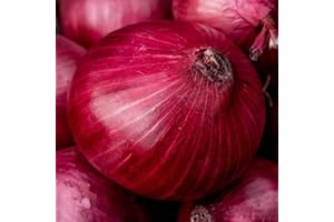 THE SEED SHED Onion Red Brunswick Seeds – Large, Deep Red Bulbs – Sweet & Flavourful – Fresh Tasty Vegetables – for Your Kitchen Garden
