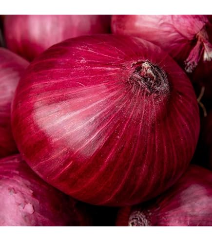Sow Right Seeds - Red Creole Onion Seeds for Planting - Non-GMO Heirloom Packet Sow Right Seeds - Red Creole Onion Seeds for Planting - Non-GMO Heirloom Packet