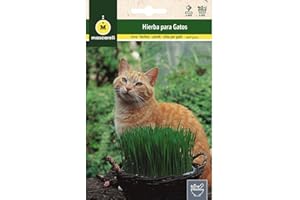 M MASCARELL SEMILLAS DESDE 1920 Mascarell Semillas, HIERBA PARA GATOS, Semillas de Hierba Gatera para Plantar, Césped Aromático para Gatos para tu Jardín, Crea tu Propio Jardín en Casa, 10 Gramos