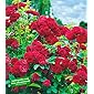 BALDUR Garten Rambler-Rosen 'Chevy Chase', 1 Pflanze Kletterrose winterhart mehrjährige Kletterpflanze