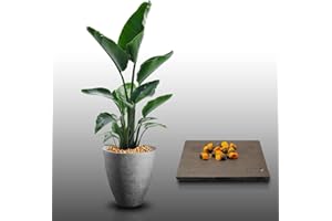 LE GRENIER D'ABONDANCE LES GRAINES QUI DONNENT ENVIE 10 graines à semer - Le Grenier d'Abondance - OISEAU DU PARADIS BLANC - Strelitzia Nicolai