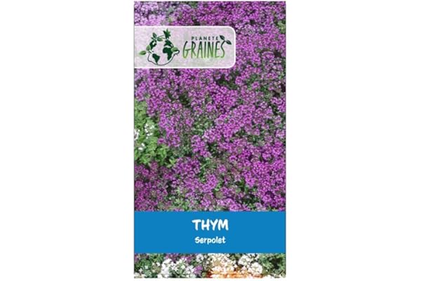 200 Graines de fleurs rampantes thym rampant serpolet - vivace Couvre - sol fleur massif bordure