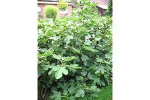 PLANTENWELT WIESMOOR winterharte eßbare Feige, Ficus carica Brown Turkey 80-100 cm hoch im 5 Liter Pflanzcontainer