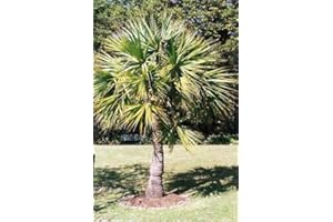 TROPICAL-SEEDS Sabal minor 20 x seeds – palm seeds- – Zwergpalmetto