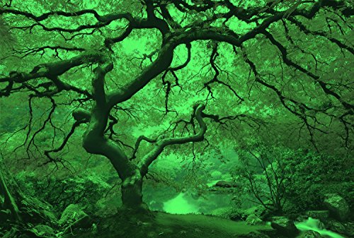 Startoshop, nachtleuchtende Leinwandbild, Wandbild Baum, Ahorn im Herbst 80 cm x 120 cm - 3