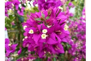 Buganville viola "Bougainvillea Sanderiana Alexandra" pianta rampicante in vaso ø9 cm Vivaio di Castelletto