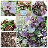 Tipo de unidad: lote (50 piezas/lote) Peso del paquete: 0,02 kg. Tamaño del paquete: 11 cm x 11 cm x 2 cm. Nombre de la marca: Mesprout. Tipo de producto: Bonsai. Tamaño: pequeño grande y mediano. Número de modelo: Perilla frutescens. Clima: Función de temperatura: refrescante Estilo: anual de floración completa: Verano. Ubicación: planta de construcción. Tipo de uso: plantas al aire libre. ety: Flower Cultiv