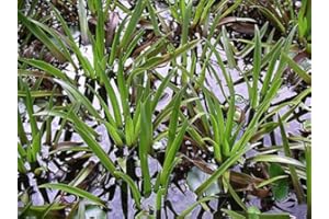 ZAC Wagner Krebsschere (Stratiotes aloides) - Teichpflanzen Teichpflanze Schwimmpflanzen