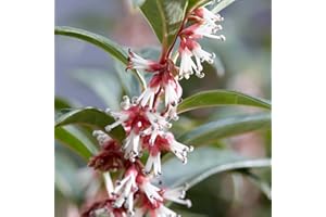 YouGarden Sarcococca Hookeriana 'Winter Gem', Established Plant in 4.6L Pot, Evergreen Christmas Sweetbox Plant, Evergreen Winter Flowering Plants for Gardens and Indoors