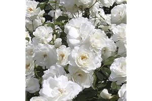 YOUGARDEN You Garden - Rose 'Pascali' Bare Root (White)