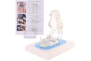 Fogun Transparent Dog Teeth Jaw Tooth Model Anatomical Teaching Demonstration Veterinary Dentition Canine for Educators and Students