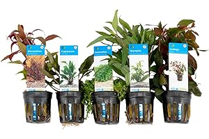 Bloomique - 5er Set - Aquarium Pflanzen Echt - Aquarium Zubehör -Wasserpflanzen - Limpieza - Sauerstoff - Ludwigie, Wasserfreund, Perlkraut, Papageienblatt, Wasserkelch - Höhe 15-20 cm