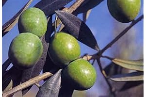 VEG SRLS ALBERO DI ULIVO 'NOCELLARA' DELLA VALLE DEL BELICE DA TAVOLA - pianta vera da frutto da esterno Ø 19 cm - h 150 cm