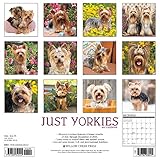Image de Just Yorkies 2017 Calendar