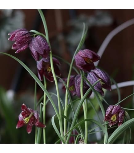 Schachbrettblume Zwiebeln Fritillaria - 15 Stück Winterharte Blumenzwiebeln Für Steingarten & Balkon