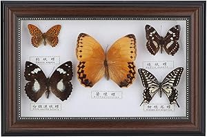 ACOUTO Esemplare di Farfalla, Elegante Decorazione Artigianale per Casa, Festa di Compleanno, Matrimonio e Occasioni Speciali