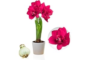DUTCH BULBS EXCLUSIVE PLANTS FROM HOLLAND Amaryllis Double Pink Zwiebel, 1 bulbo de flor en tamaño grande 26/30, Exclusivo plantas y flores de Holanda, verdaderos bulbos de Hippeastrum (no semillas, cera ni artificial).