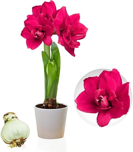 Dutch Bulbs Amaryllis Wax Bol - Bloembollen - 2 stuks - Blauw