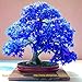 100% reale japanische Geist Blau Ahorn Bonsai Samen, 10 Samen / Pack, Acer palmatum atropurpureum, Bonsai SOW GANZE JAHR