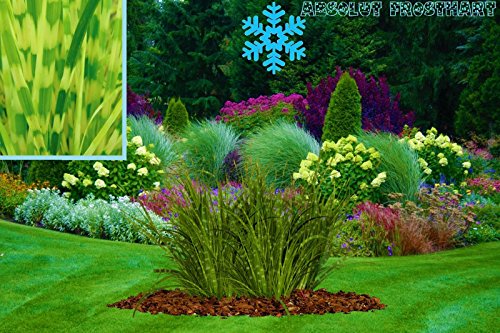 Wunderschönes Winterhartes gestreiftes Ziergras Miscanthus sinensis Little Zebra ein echter Hingucker für Ihren Garten 1 Pflanze