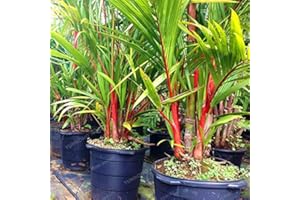 SONIRY Lipstick Palm Cyrtostachys Renda Tree Red Sealing Wax Palm Bonsai Potted Plant for Home Garden 10 Pcs/Bag