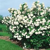 Sträucher winterhart Sträucher winterhart