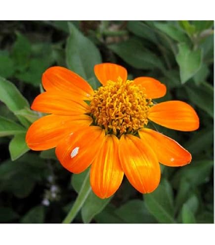 thumbnail image 2 of 15 Mexican Sunflower Seeds – Tithonia, Blazing Red & Yellow Flower Heads 2 of 4