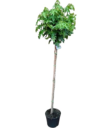 Trompetenbaum Catalpa bignonioides Pflanze 35-40cm Beamtenbaum Bohnenbaum :  Amazon.de: Garten