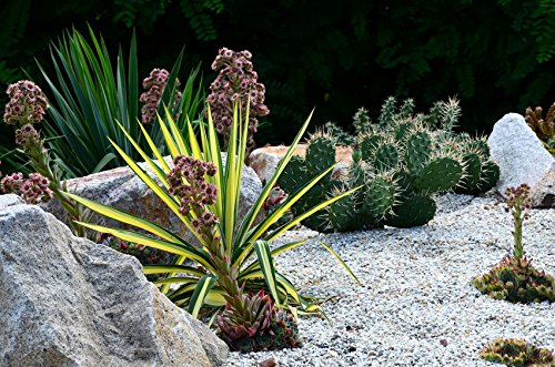 3,2m² 150g/m² Unkrautvlies in 1,6m Breite x 2m Unkrautschutzvlies als Rindenmulch Kiesunterlage (Meterware) - 8