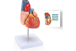 RONTEN Human Heart Model, heart model, 2-Part Life Size Anatomically Accurate Numbered Heart Medical Model, Held Together with Magnets on Base