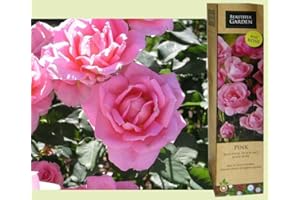 BLUE MAGIC DESIGN 1 Gorgeous Fragrant Pink Bush Rose Bare Rooted Plant Shurb Trellises Outdoor Landscape Aroma Flowers Archway Garden Fences Pergola