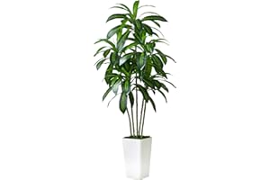 FSOHOI Artificial Dracaena Plant Indoor 6FT Fake Tree with White Tall Planter, Tall Fake Floor Plant in Pot, Artificial SilkPlant for Home Decor Office Living Room Porch Patio Housewarming(5 Trunks 180CM)