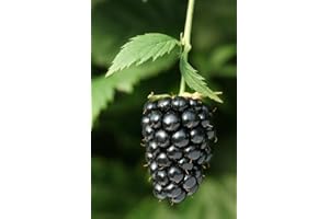 Grow your secret garden Giant BlackBerry Seeds - up to 3 inch Long Sweet and Juicy