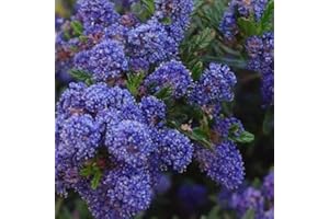 GARDENEXPERT Ceanothus 'Concha' 15cm Pot Size