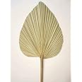DongArts Feuilles De Palmier Séchées Naturelles - Lot 7 Éventails Boho Pour Décoration Mariage, Murale Ou Vase