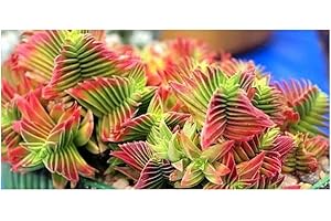 EXOTIC PLANTS Crassula capitella - succulente - 10 graines